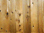 Wood